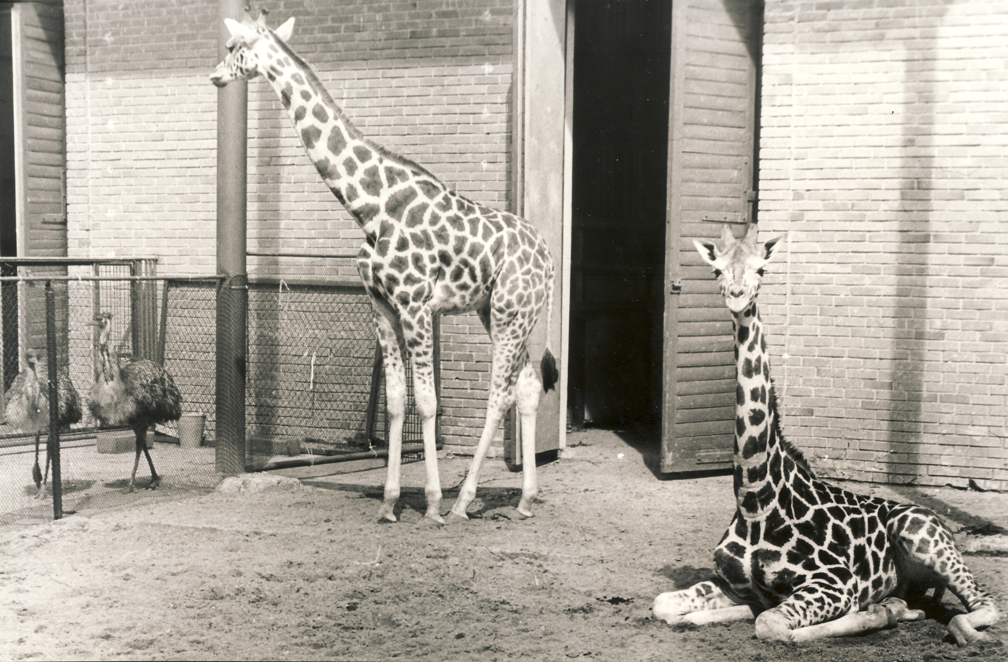 Žirafos Kauno zoologijos sode. 1980 m. Fotogr. A. Pleskačiauskas [Iš KAVB fondų]