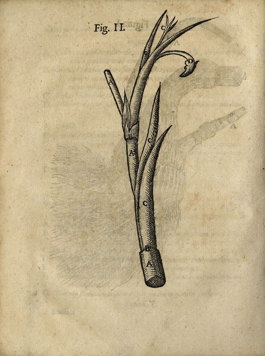 Cicutae aquaticae historia et noxae: Commentario illustrata / Johan Jacobus Wepfer. – Basel: Joh. Rodolph König, 1679, įklij.