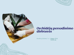 Orchidėjų persodinimo dirbtuvės