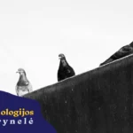 Sociologijos skrynelė