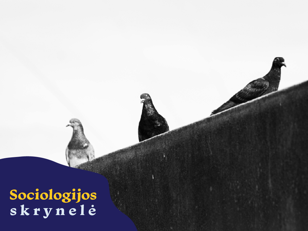 Sociologijos skrynelė